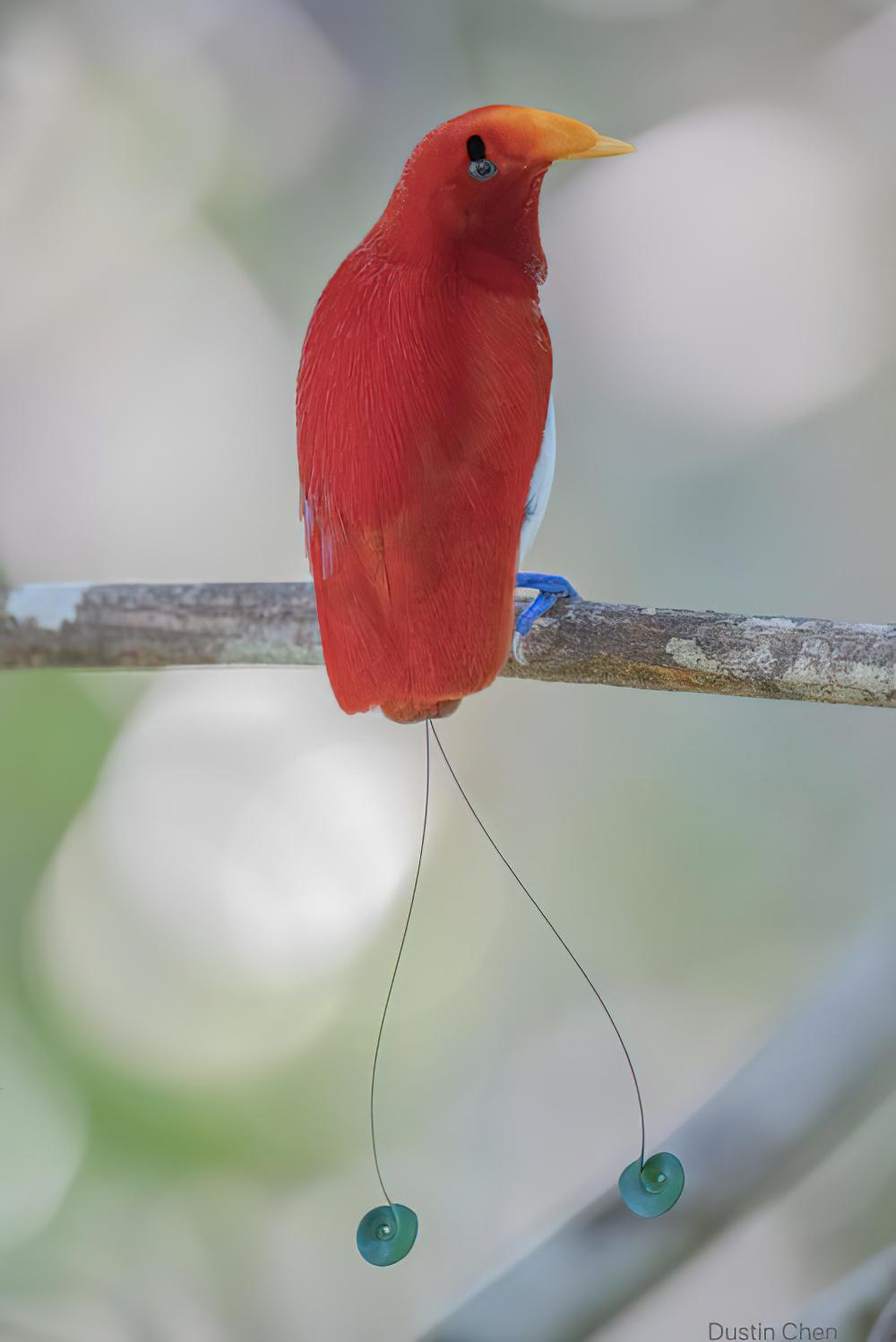 王极乐鸟 / King Bird-of-paradise / Cicinnurus regius