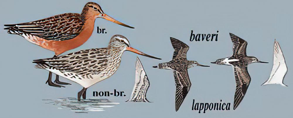 斑尾塍鹬 / Bar-tailed Godwit / Limosa lapponica
