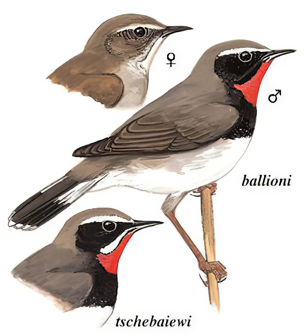 黑胸歌鸲 / Himalayan Rubythroat / Calliope pectoralis