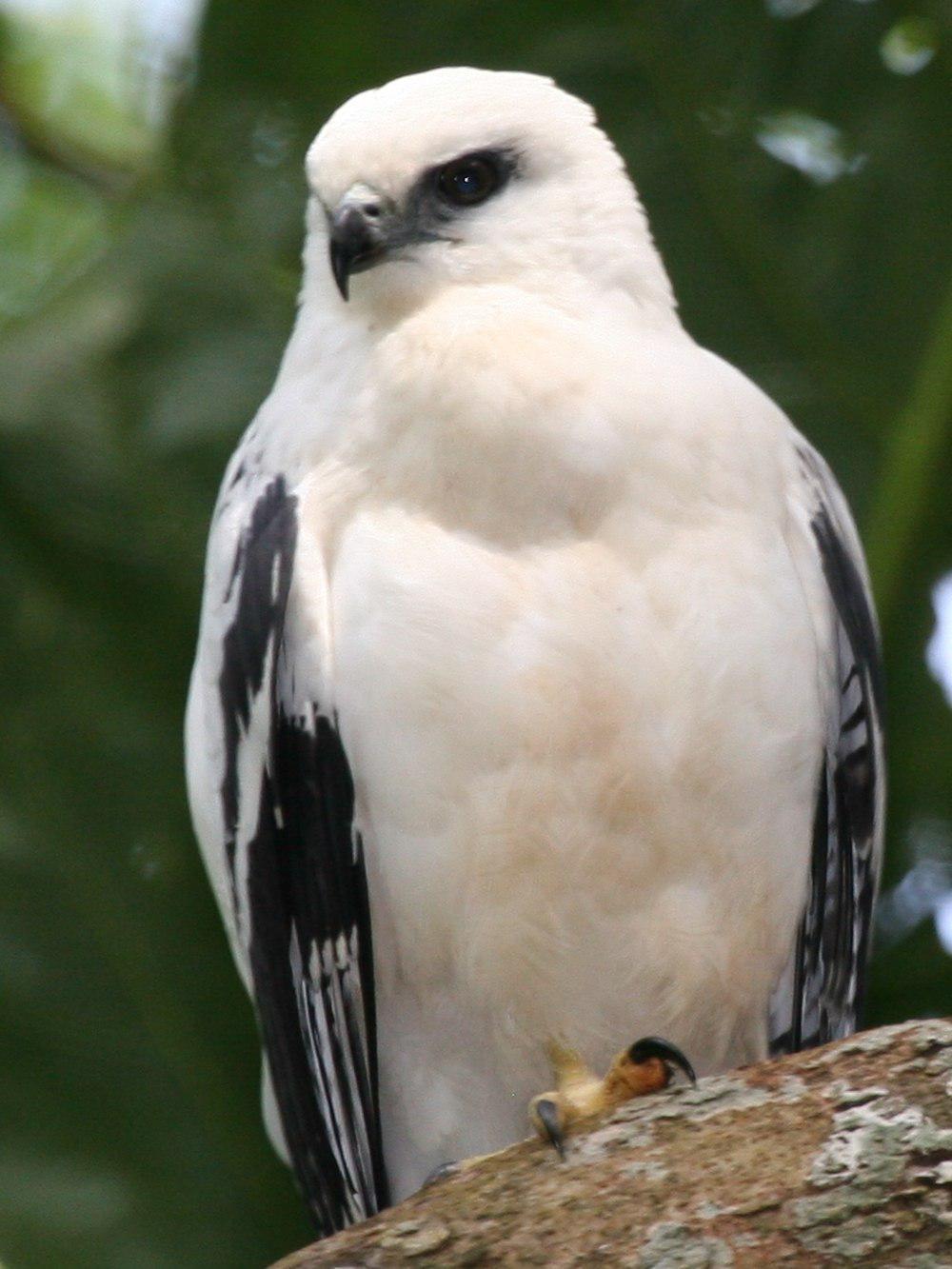 白南美鵟 / White Hawk / Pseudastur albicollis