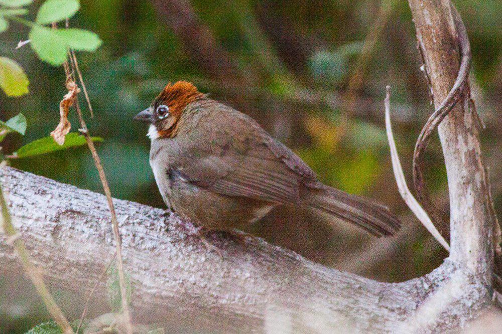 锈顶地雀 / Rusty-crowned Ground Sparrow / Melozone kieneri