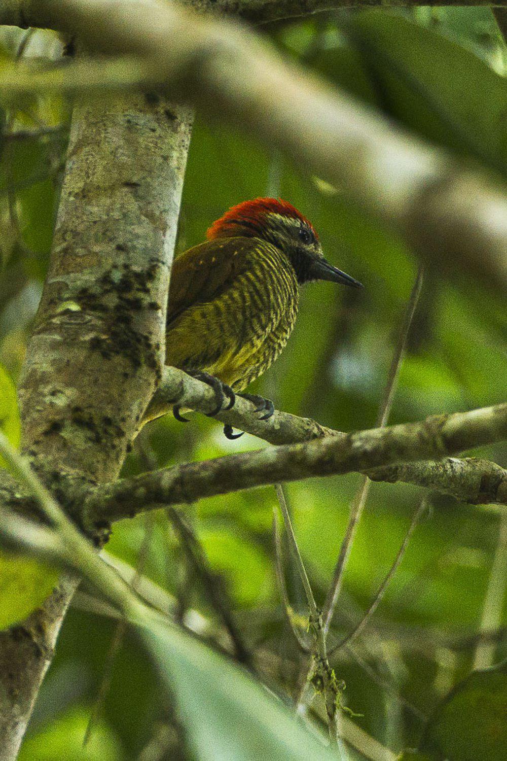 黄臀啄木鸟 / Yellow-vented Woodpecker / Veniliornis dignus