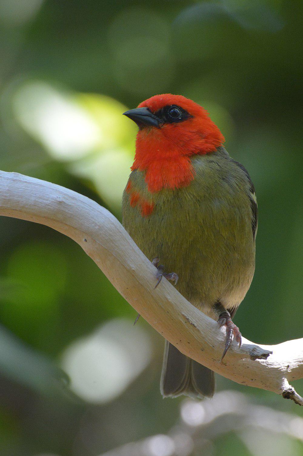 毛里求斯织雀 / Mauritius Fody / Foudia rubra