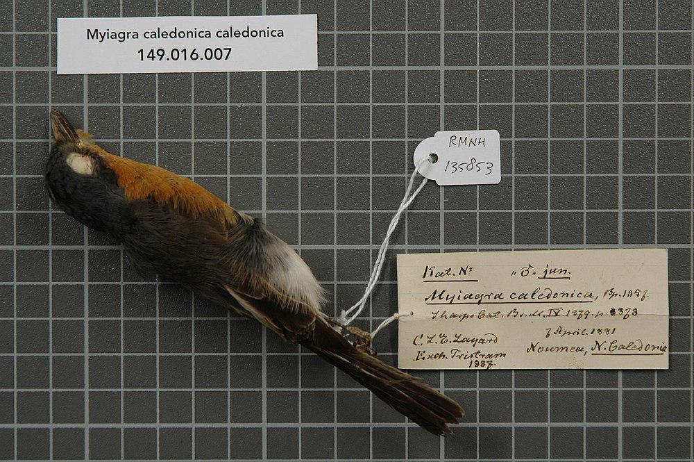 美岛阔嘴鹟 / Melanesian Flycatcher / Myiagra caledonica