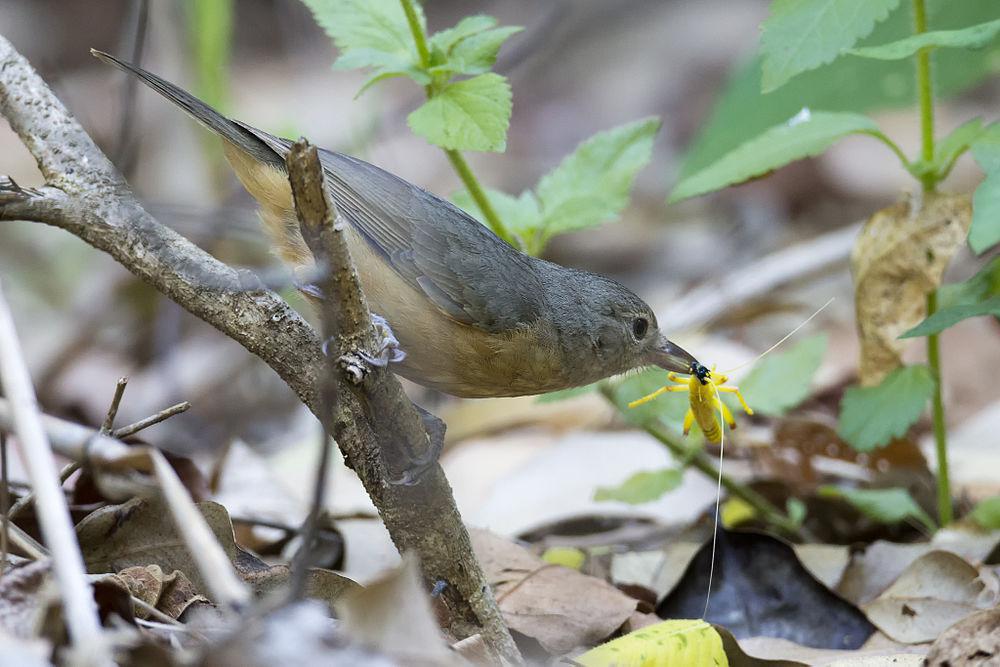 纹胸鵙鹟 / Bower\'s Shrikethrush / Colluricincla boweri