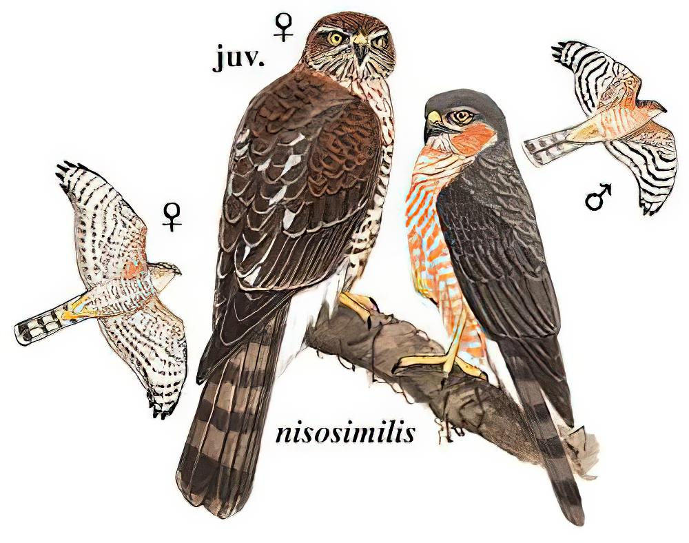 雀鹰 / Eurasian Sparrowhawk / Accipiter nisus