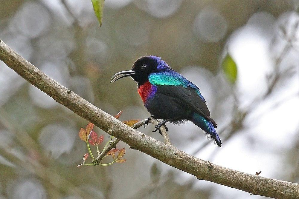 华丽花蜜鸟 / Splendid Sunbird / Cinnyris coccinigastrus