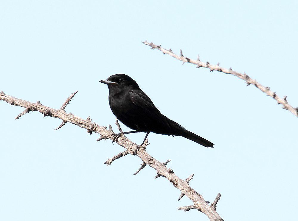 哈氏黑霸鹟 / Hudson\'s Black Tyrant / Knipolegus hudsoni