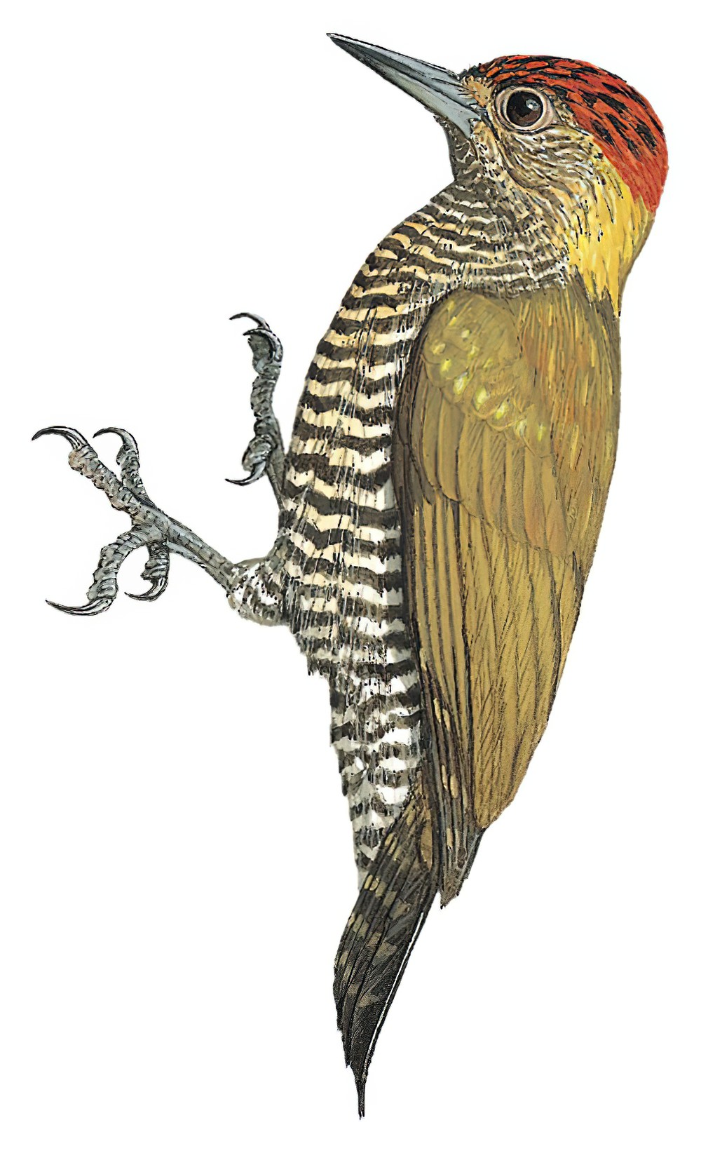 乔科啄木鸟 / Choco Woodpecker / Veniliornis chocoensis