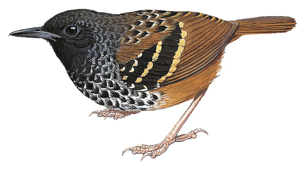扇尾蚁鸟 / Scalloped Antbird / Myrmoderus ruficauda