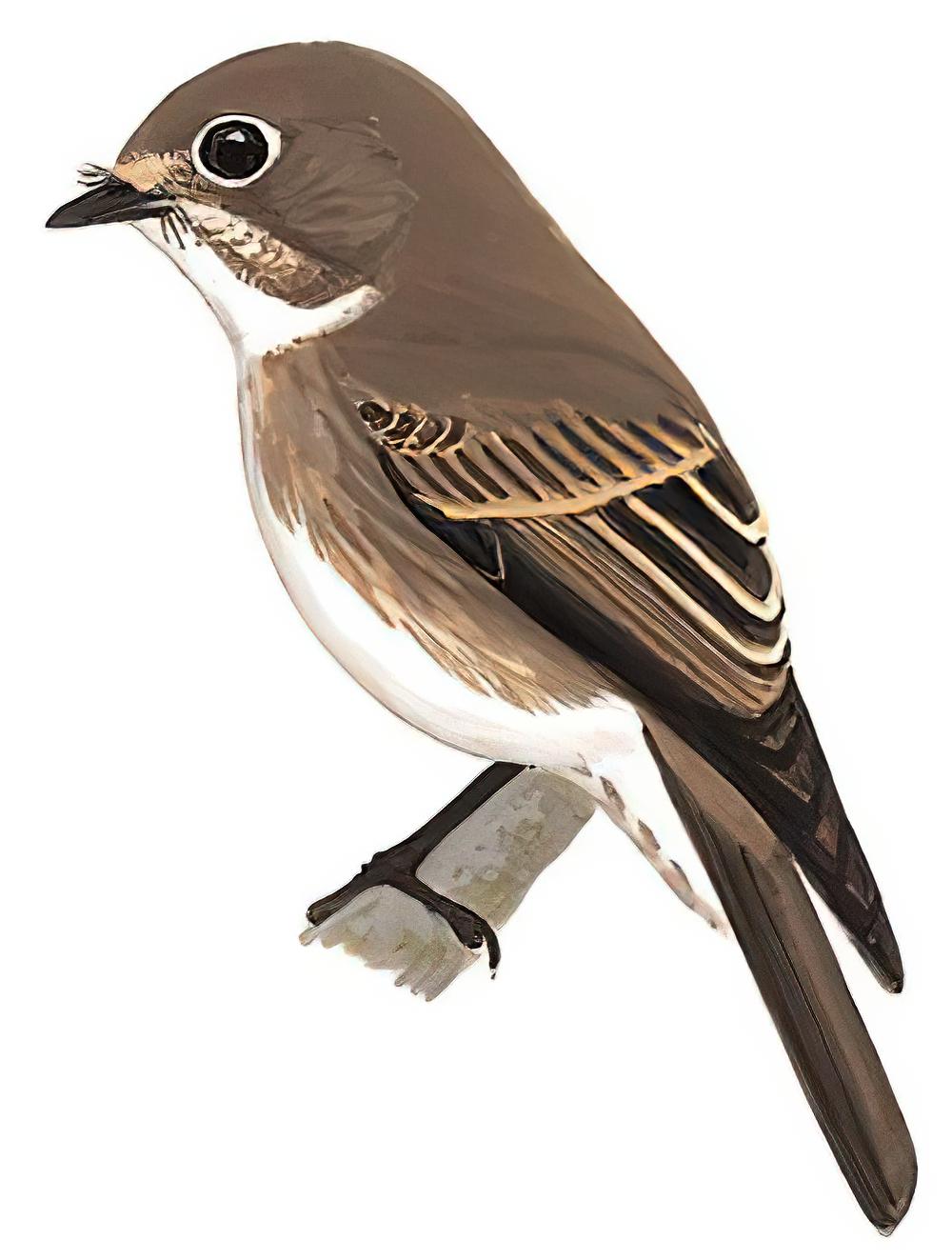 乌鹟 / Dark-sided Flycatcher / Muscicapa sibirica