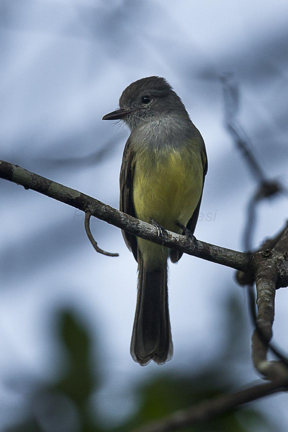 巴拿马蝇霸鹟 / Panamanian Flycatcher / Myiarchus panamensis