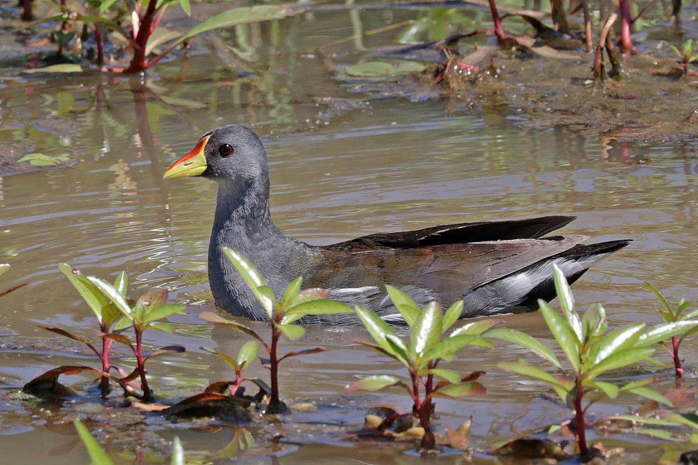 小黑水鸡 / Lesser Moorhen / Paragallinula angulata