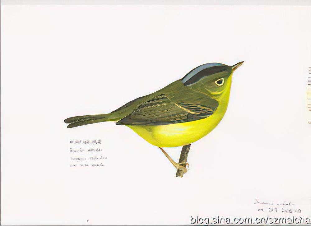 比氏鹟莺 / Bianchi\'s Warbler / Phylloscopus valentini