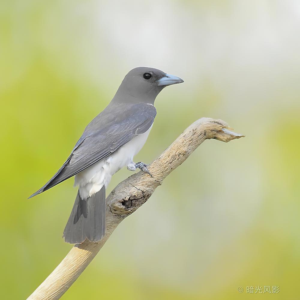 白胸燕鵙 / White-breasted Woodswallow / Artamus leucorynchus