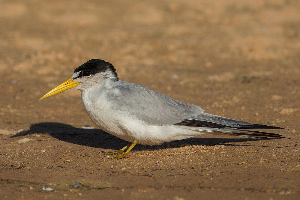 南美白额燕鸥 / Yellow-billed Tern / Sternula superciliaris