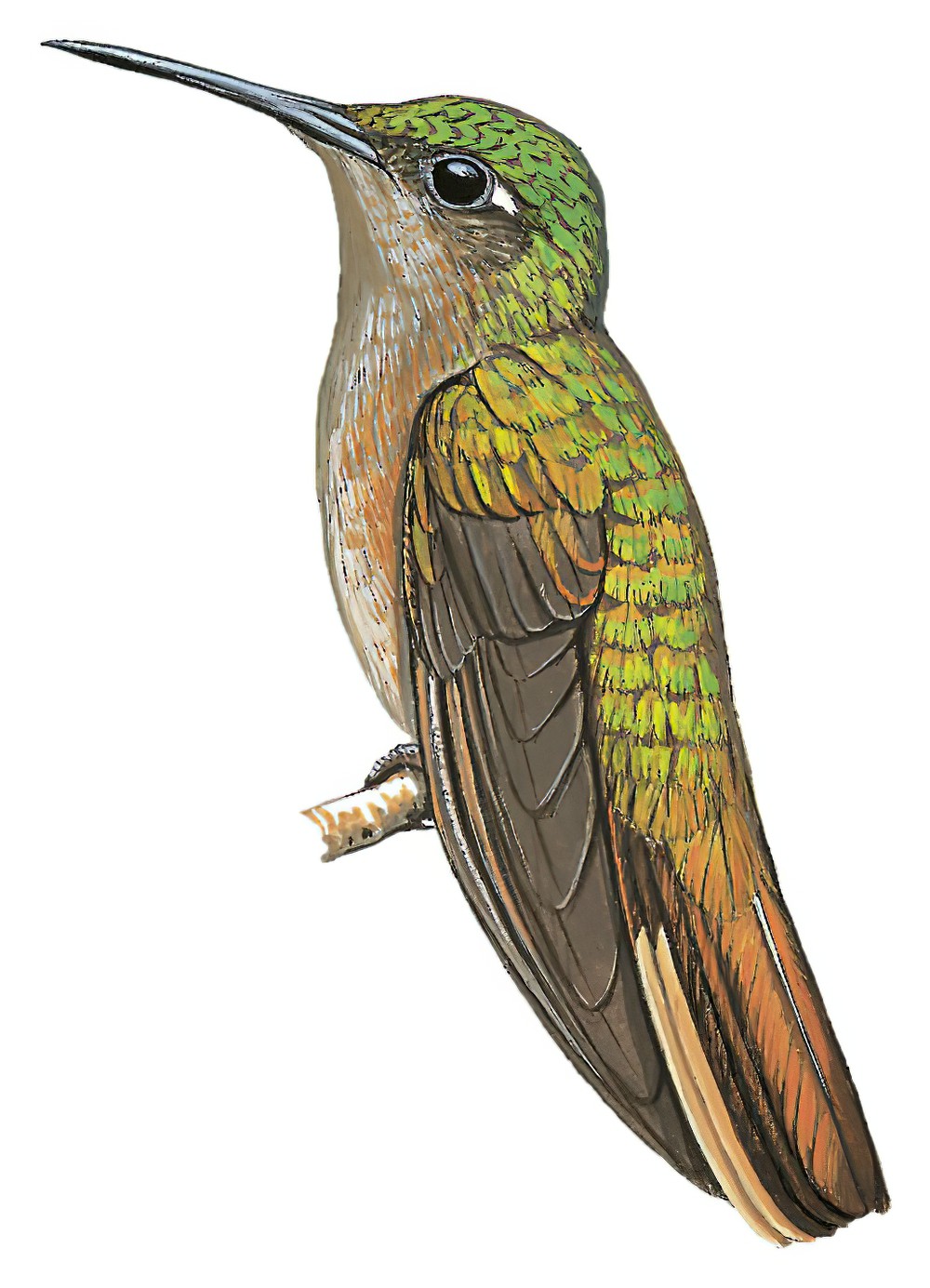 黄胸刀翅蜂鸟 / Buff-breasted Sabrewing / Campylopterus duidae