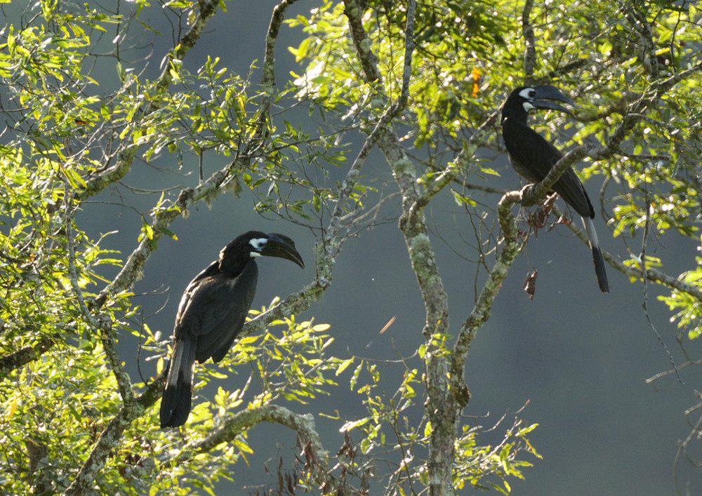 凤头犀鸟 / Bushy-crested Hornbill / Anorrhinus galeritus