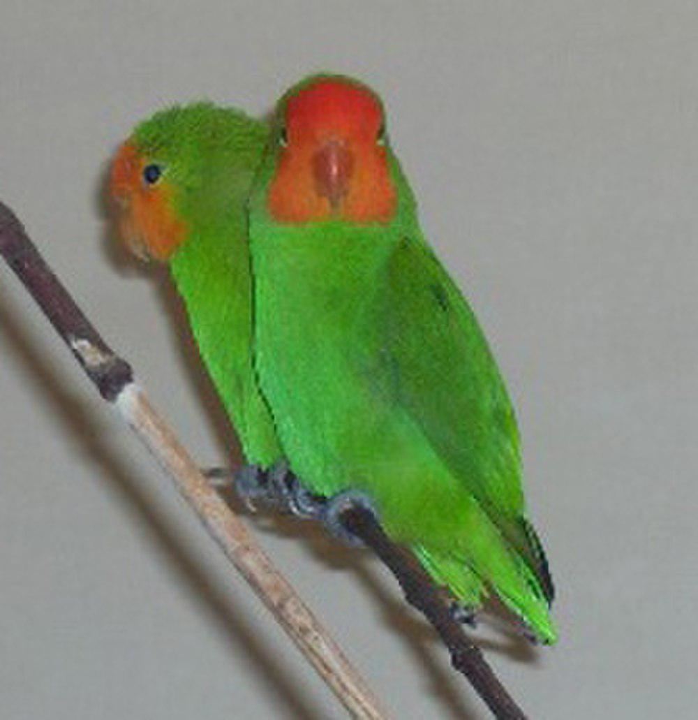 红脸牡丹鹦鹉 / Red-headed Lovebird / Agapornis pullarius