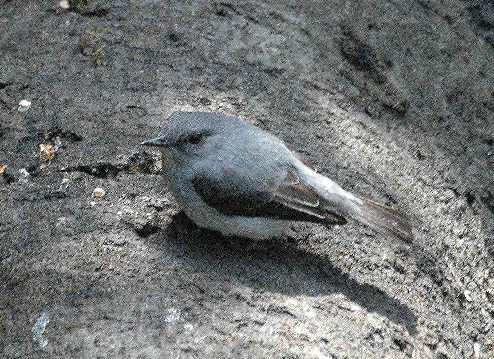 卡氏灰鹟 / Cassin\'s Flycatcher / Muscicapa cassini