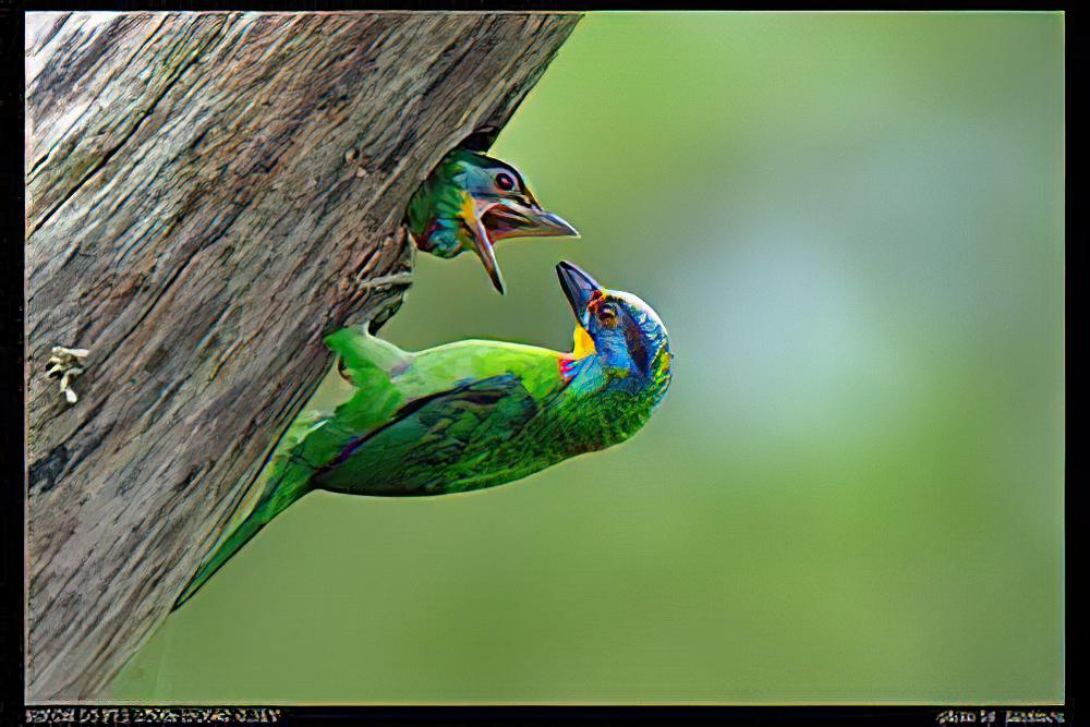 台湾拟啄木鸟 / Taiwan Barbet / Psilopogon nuchalis