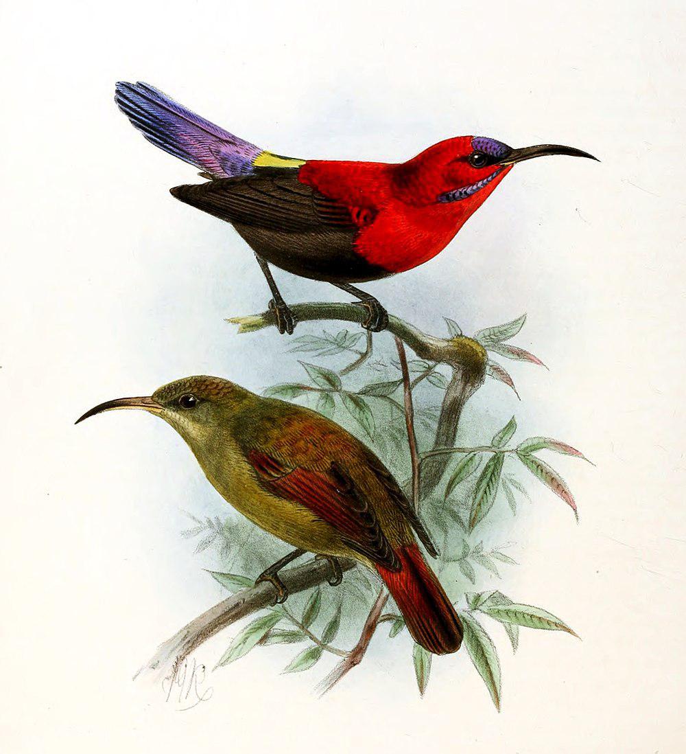 华丽太阳鸟 / Magnificent Sunbird / Aethopyga magnifica