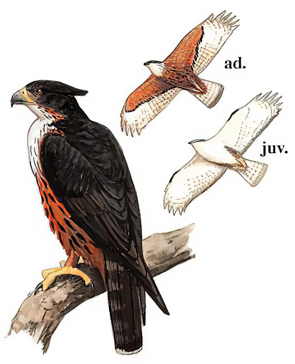 棕腹隼雕 / Rufous-bellied Eagle / Lophotriorchis kienerii