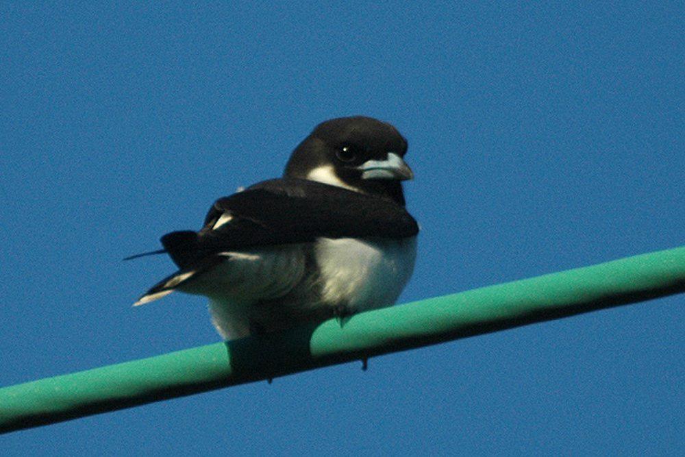 斐济燕鵙 / Fiji Woodswallow / Artamus mentalis