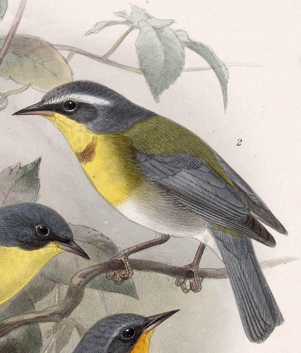 月胸森莺 / Crescent-chested Warbler / Oreothlypis superciliosa