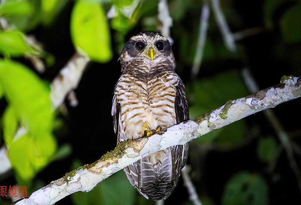 斑腹眼镜鸮 / Band-bellied Owl / Pulsatrix melanota