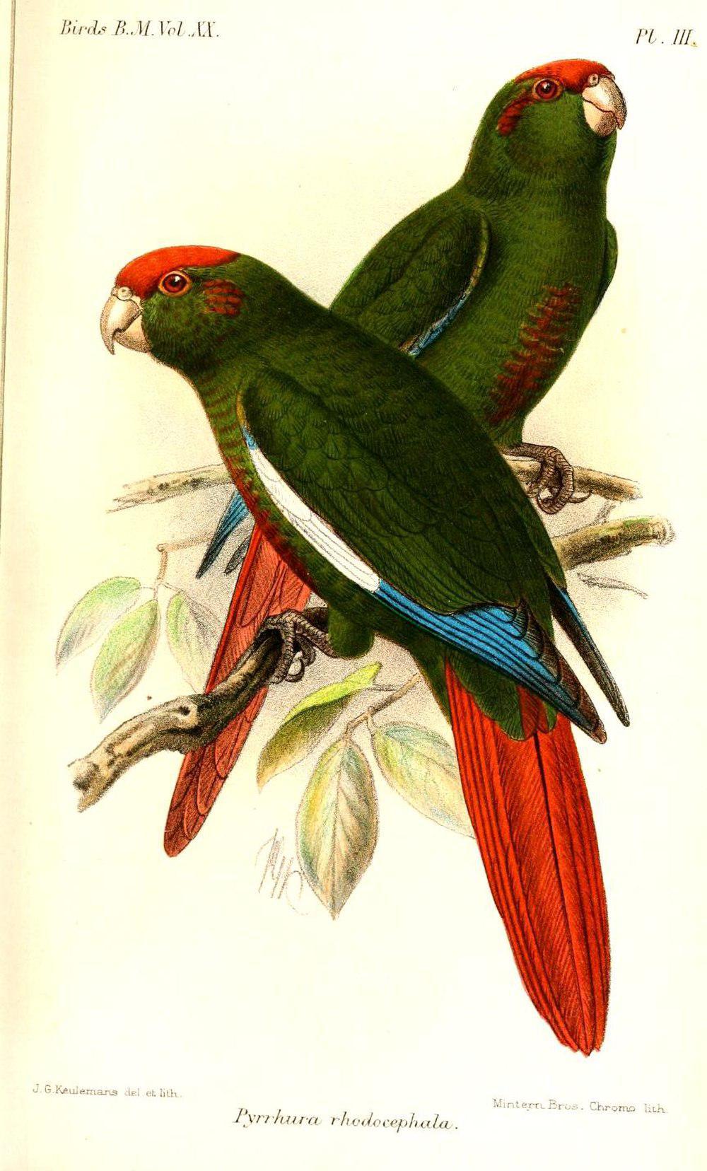 赤头鹦哥 / Rose-crowned Parakeet / Pyrrhura rhodocephala