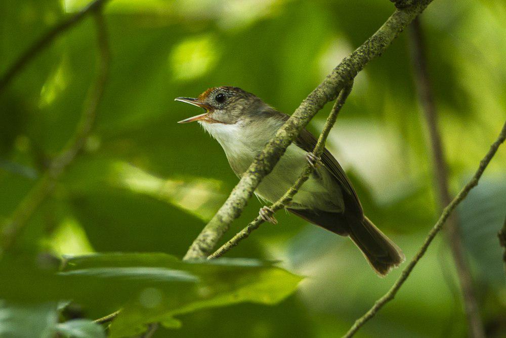 小红头树鹛 / Scaly-crowned Babbler / Malacopteron cinereum