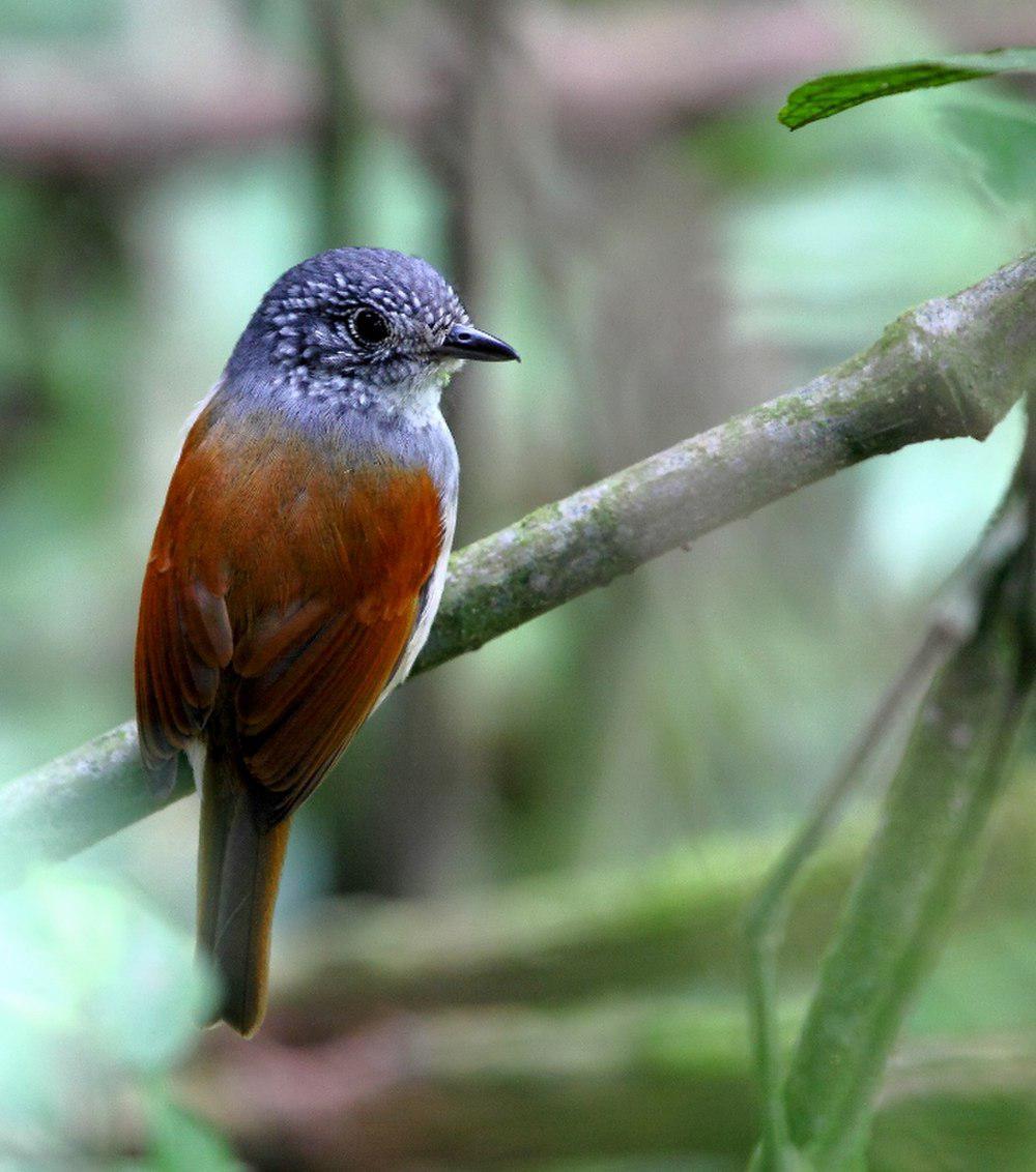 棕背蚁鵙 / Rufous-backed Antvireo / Dysithamnus xanthopterus