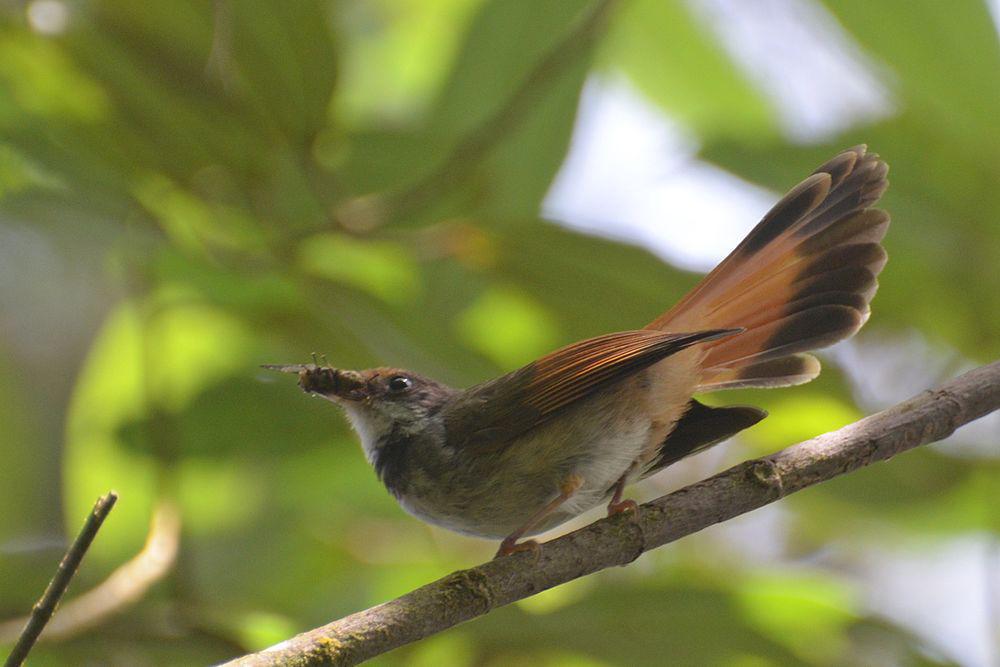 苏拉扇尾鹟 / Sulawesi Fantail / Rhipidura teysmanni