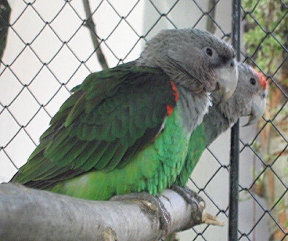 瑞氏灰头鹦鹉 / Brown-necked Parrot / Poicephalus fuscicollis