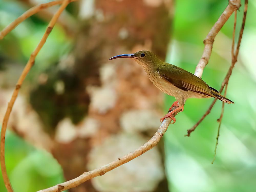 灰胸捕蛛鸟 / Grey-breasted Spiderhunter / Arachnothera modesta