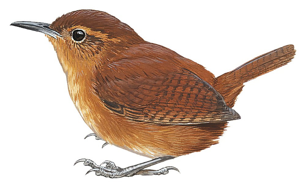 淡红鹪鹩 / Tepui Wren / Troglodytes rufulus