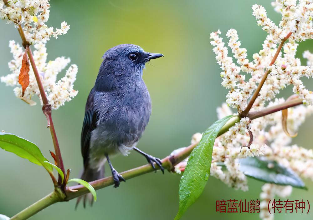 暗蓝仙鹟 / Dull-blue Flycatcher / Eumyias sordidus