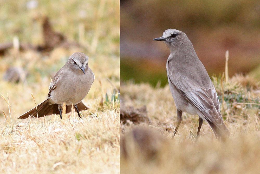 白额地霸鹟 / White-fronted Ground Tyrant / Muscisaxicola albifrons