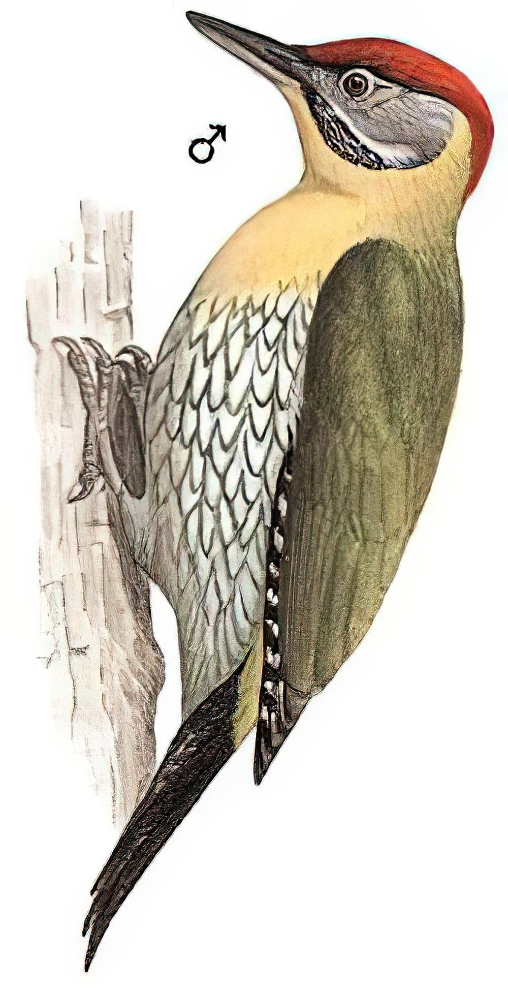 花腹绿啄木鸟 / Laced Woodpecker / Picus vittatus