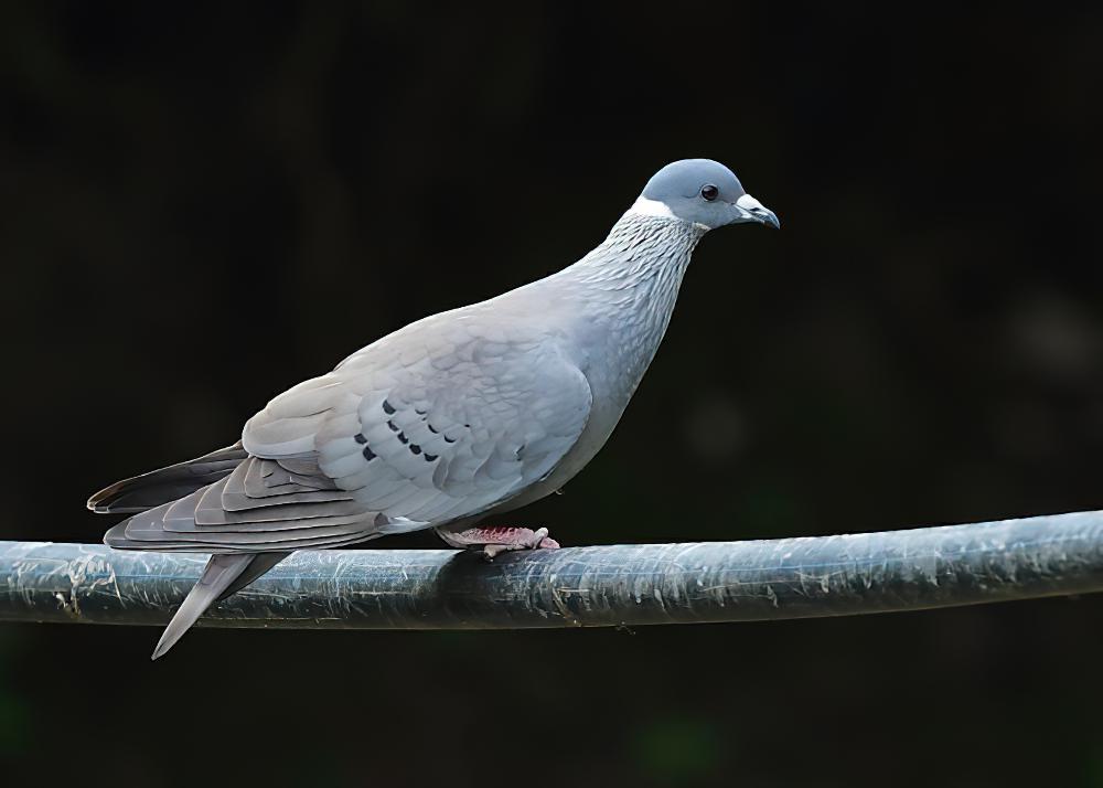 白领鸽 / White-collared Pigeon / Columba albitorques