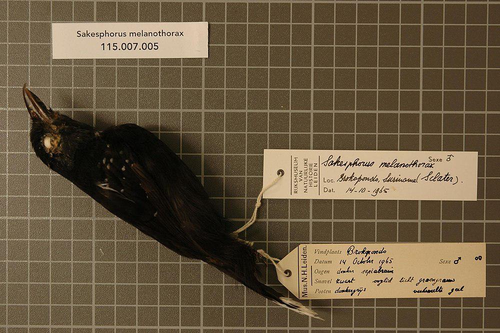 斑尾蚁鵙 / Band-tailed Antshrike / Thamnophilus melanothorax