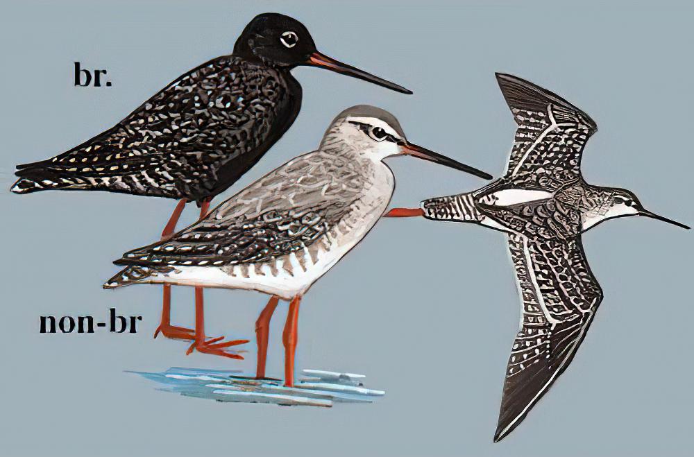 鹤鹬 / Spotted Redshank / Tringa erythropus