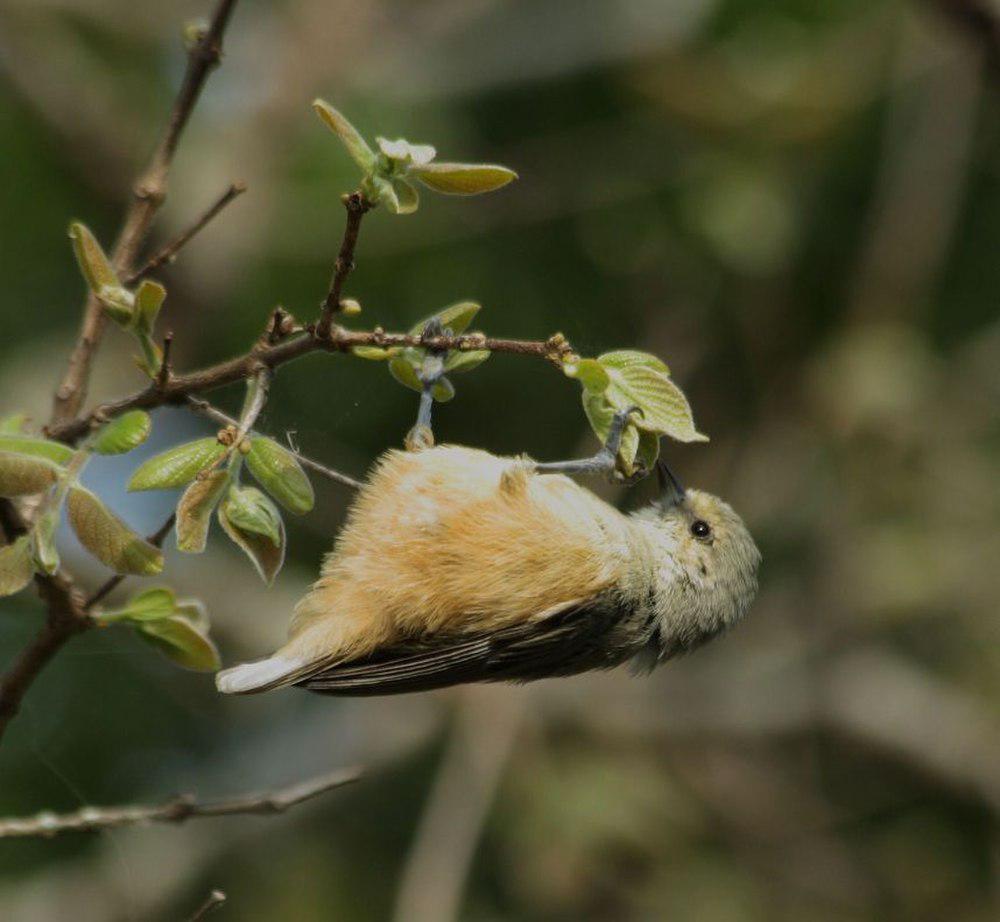 非洲攀雀 / Grey Penduline Tit / Anthoscopus caroli