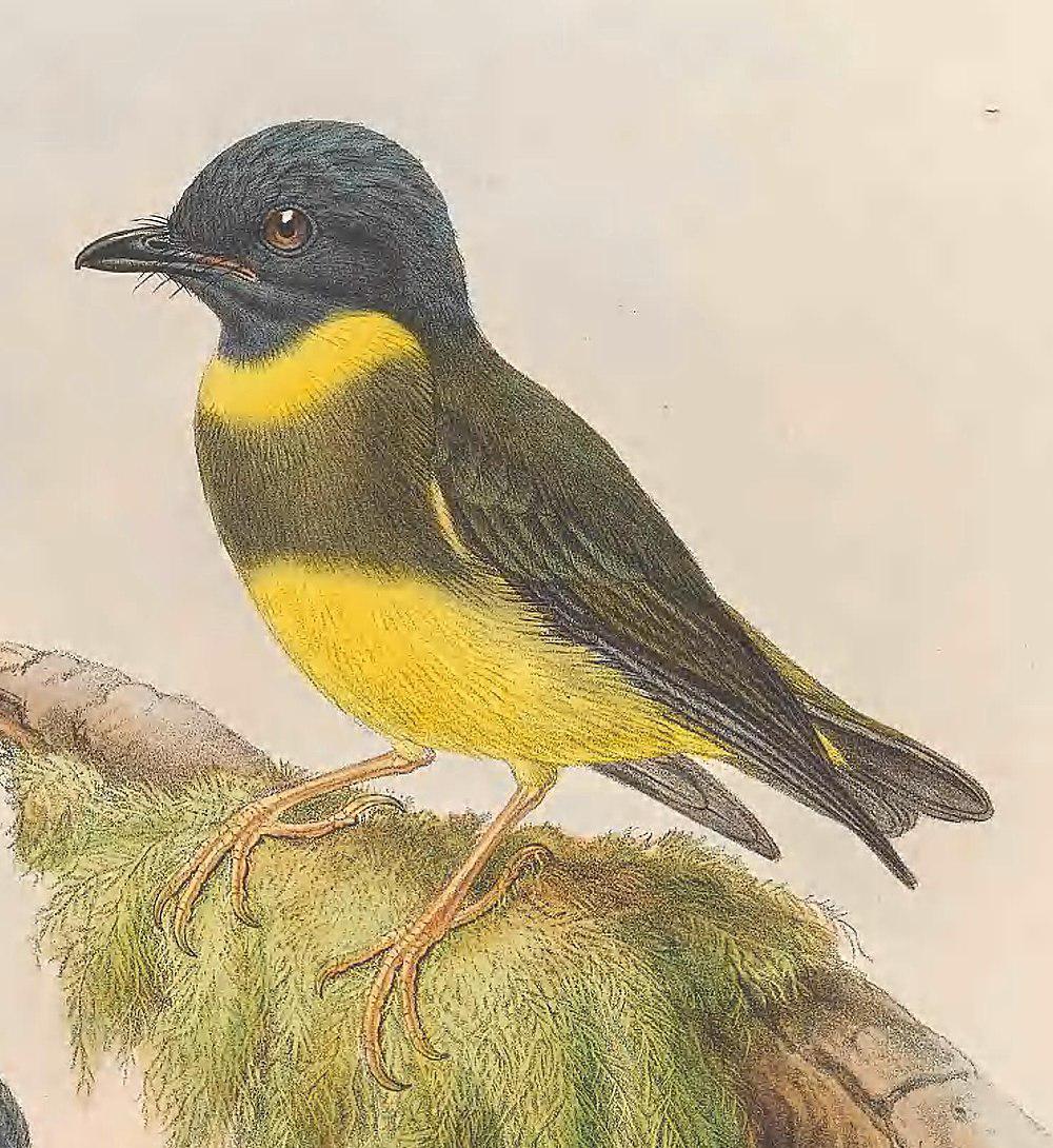 绿黄杂色鹟 / Banded Yellow Robin / Gennaeodryas placens