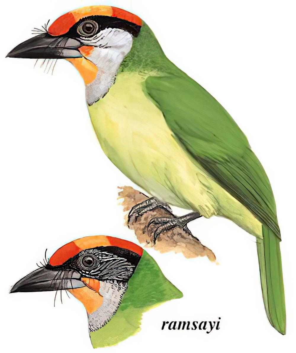 金喉拟啄木鸟 / Golden-throated Barbet / Psilopogon franklinii