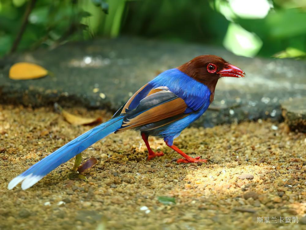斯里兰卡蓝鹊 / Sri Lanka Blue Magpie / Urocissa ornata