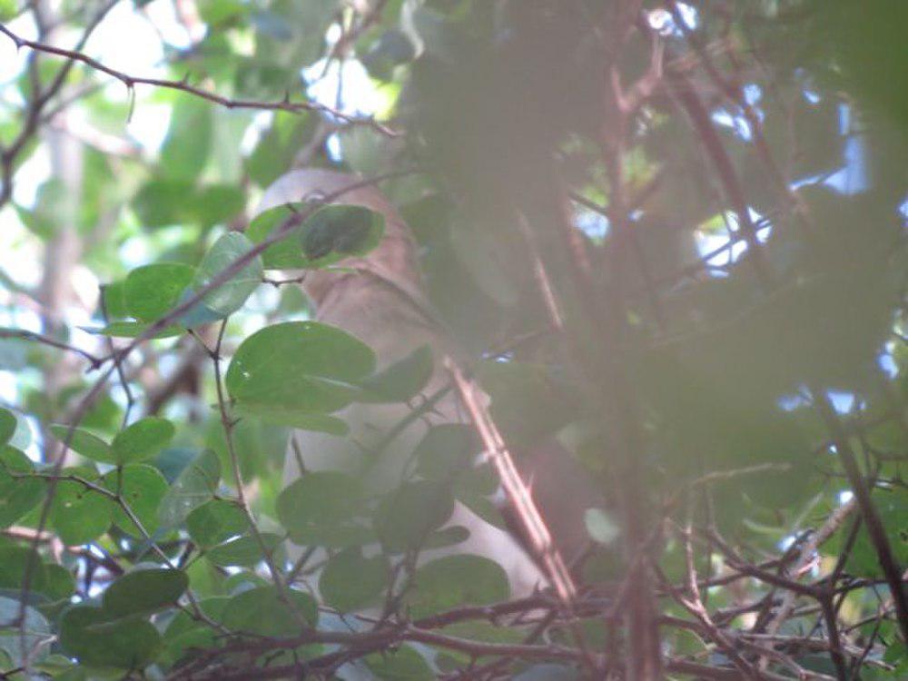 威氏棕翅鸠 / Grenada Dove / Leptotila wellsi