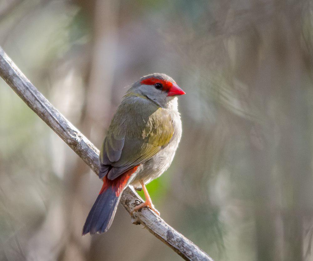 红眉火尾雀 / Red-browed Finch / Neochmia temporalis