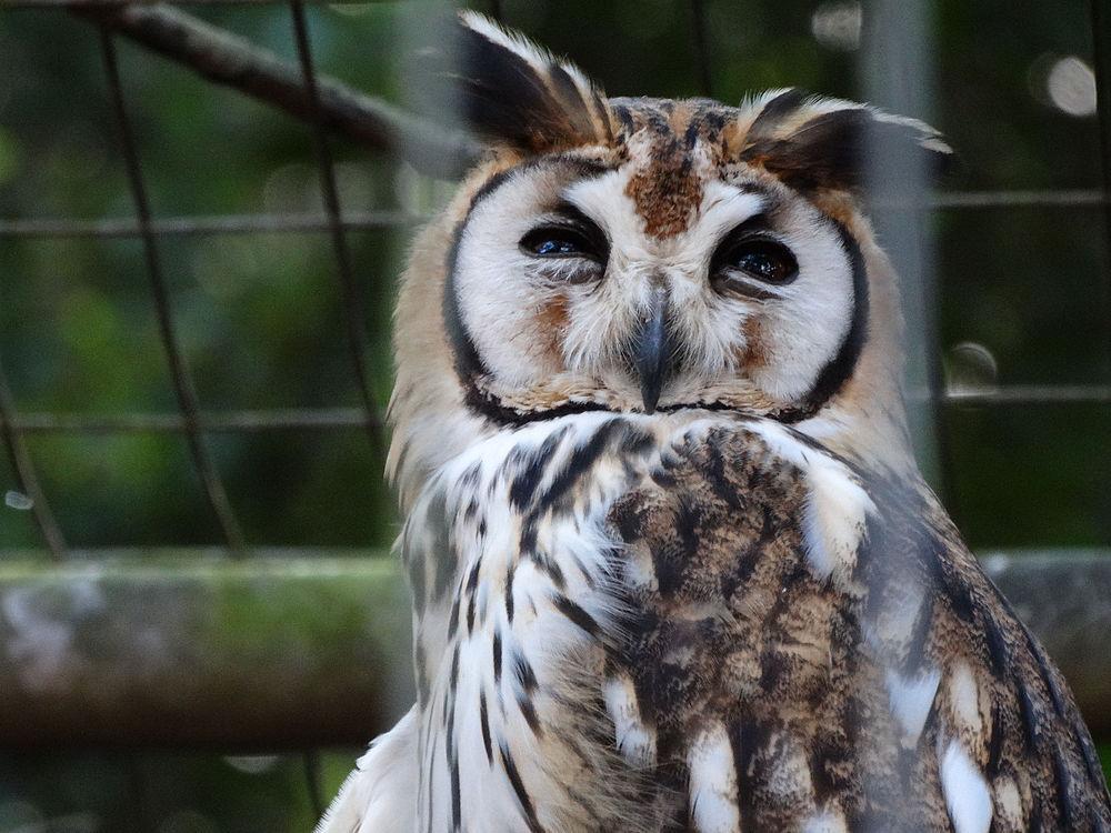 纹鸮 / Striped Owl / Pseudoscops clamator